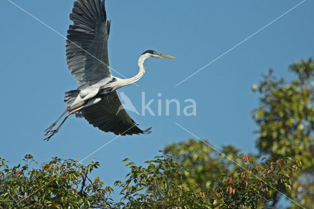 Sokoi reiger (Ardea cocoi)