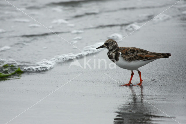 Steenloper (Arenaria interpres)