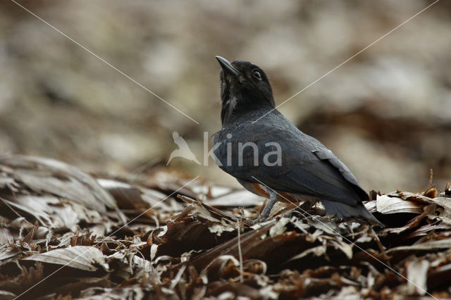 Swallow-wing (Chelidoptera tenebrosa)