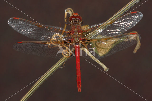 Sympetrum gilvum