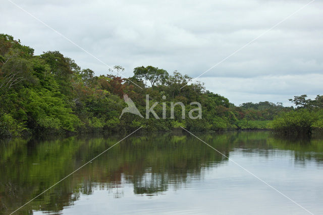 Tamshiyacu Tahuayo Reserve