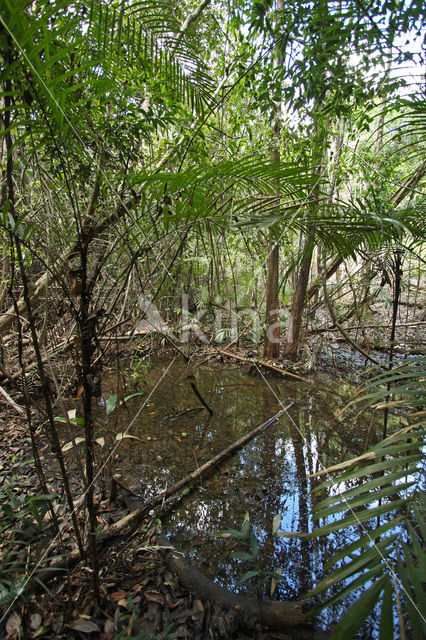 Tamshiyacu Tahuayo Reserve