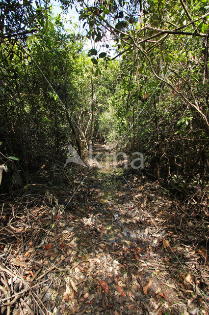 Tamshiyacu Tahuayo Reserve