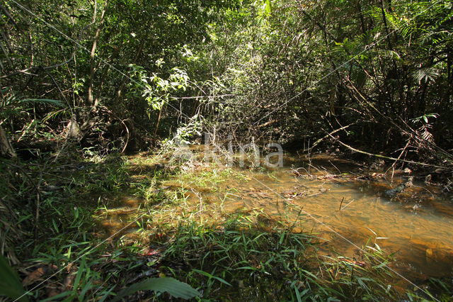 Tamshiyacu Tahuayo Reserve