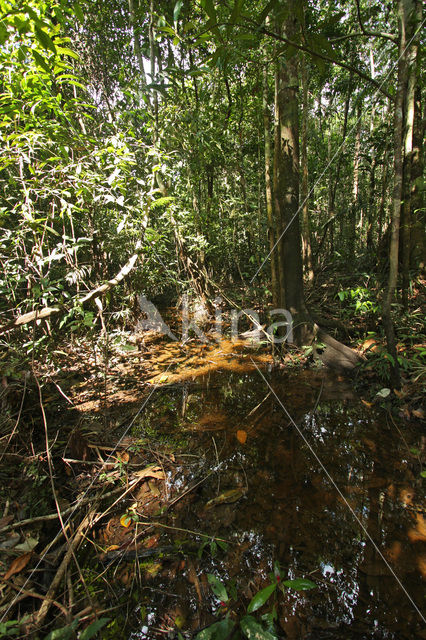 Tamshiyacu Tahuayo Reserve