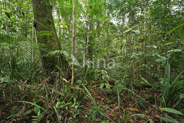 Tamshiyacu Tahuayo Reserve