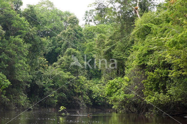 Tamshiyacu Tahuayo Reserve