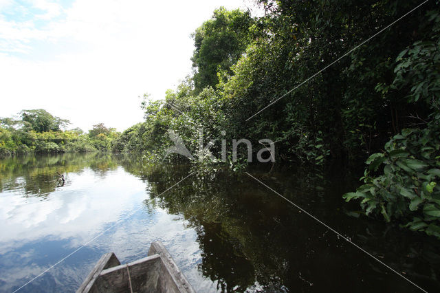 Tamshiyacu Tahuayo Reserve