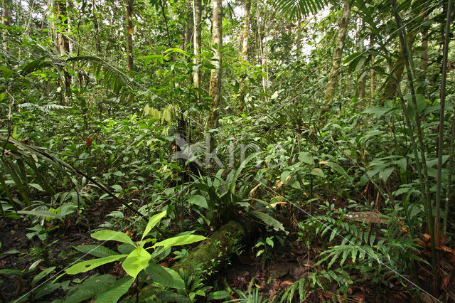 Tamshiyacu Tahuayo Reserve