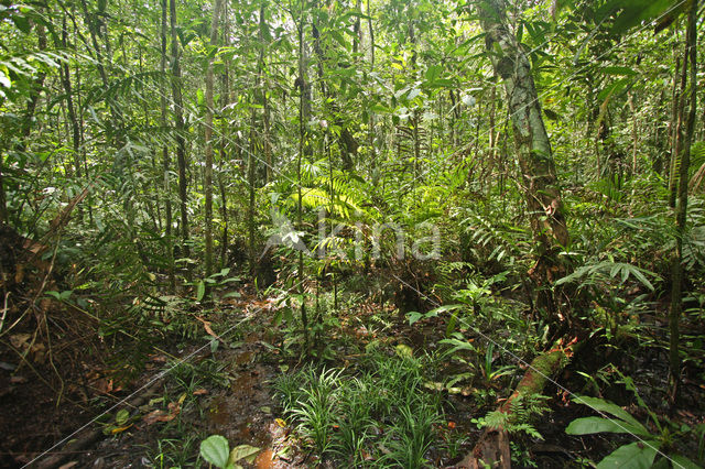 Tamshiyacu Tahuayo Reserve