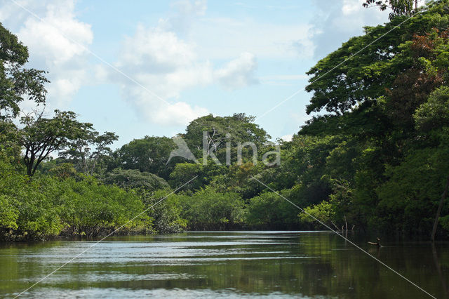 Tamshiyacu Tahuayo Reserve