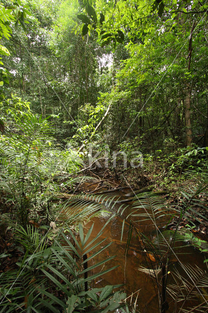 Tamshiyacu Tahuayo Reserve