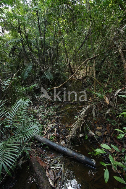 Tamshiyacu Tahuayo Reserve