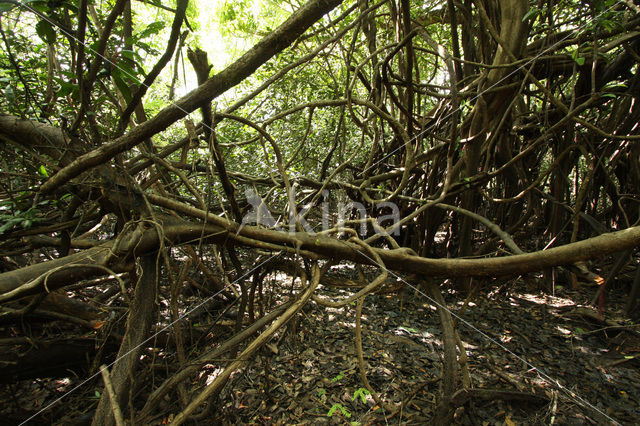 Tamshiyacu Tahuayo Reserve