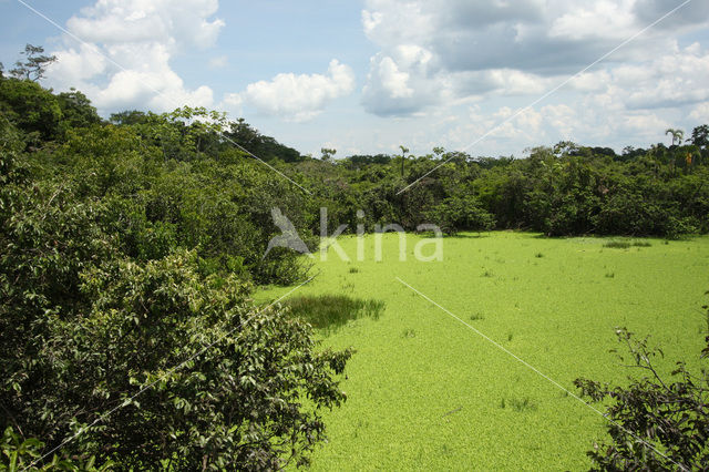 Tamshiyacu Tahuayo Reserve