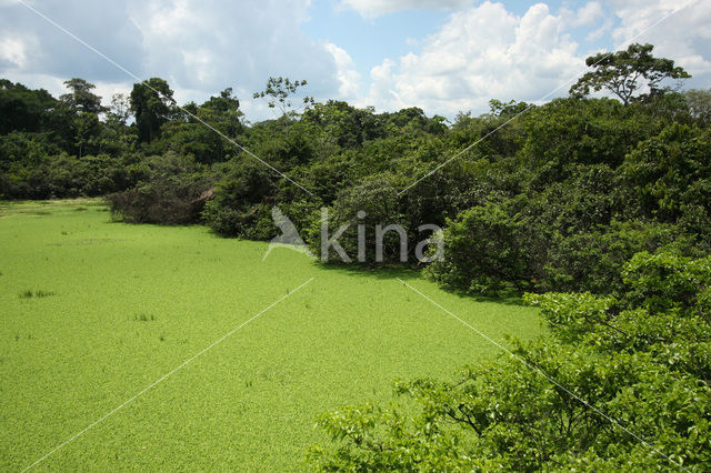 Tamshiyacu Tahuayo Reserve