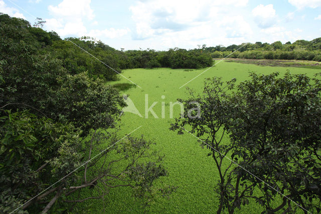 Tamshiyacu Tahuayo Reserve