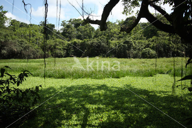 Tamshiyacu Tahuayo Reserve