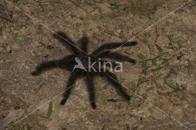 Tarantula sp.