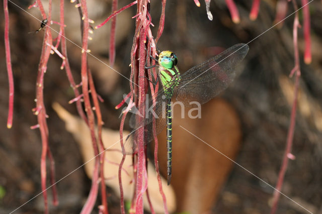 Triacanthagyna ditzleri