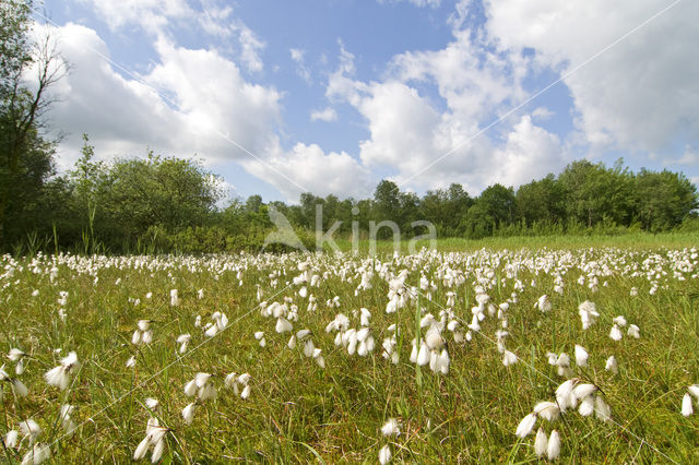 Veenpluis (Eriophorum angustifolium)