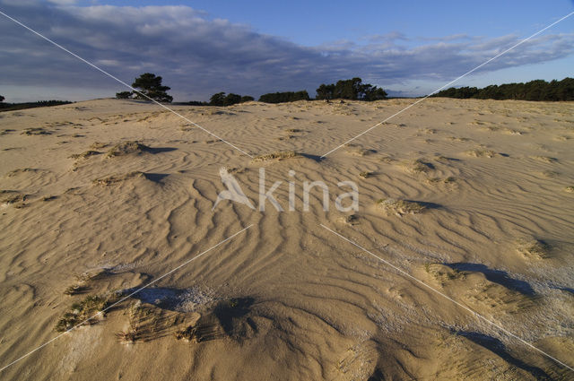 Wekeromse zand