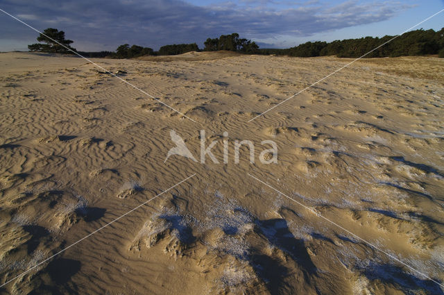 Wekeromse zand