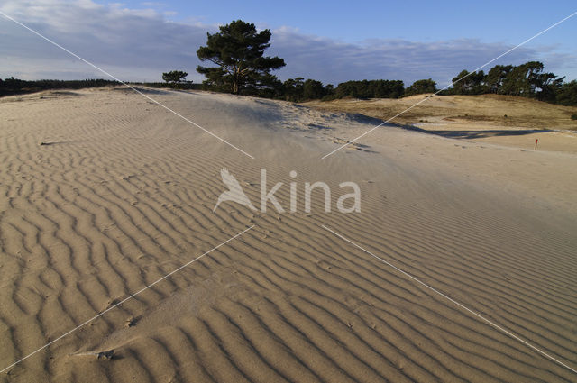 Wekeromse zand