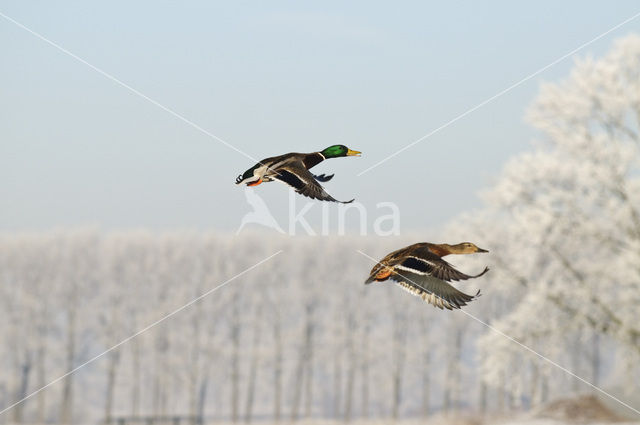 Mallard