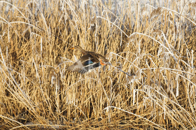 Wilde Eend (Anas platyrhynchos)