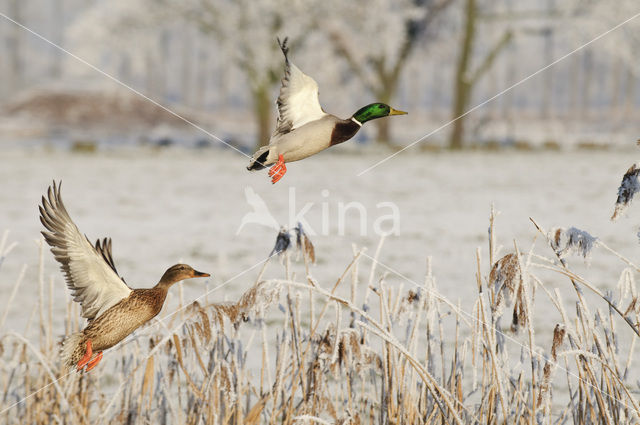 Wilde Eend (Anas platyrhynchos)