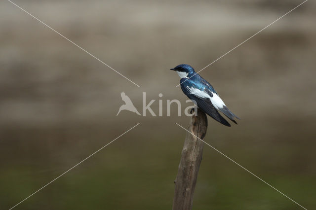 Witbuikzwaluw (Tachycineta albiventer)