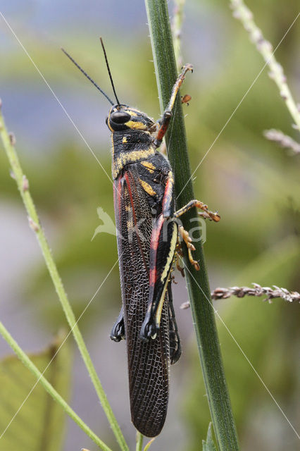 Woestijnsprinkhaan (Schistocerca gregaria)