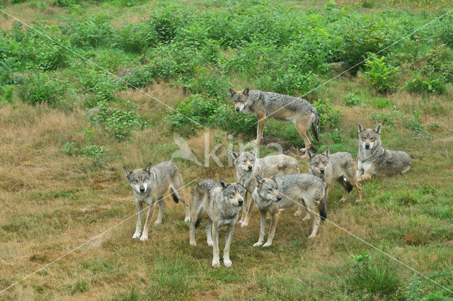 Grey Wolf (Canis lupus)