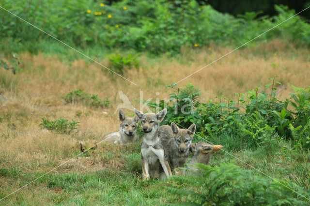 Grey Wolf (Canis lupus)