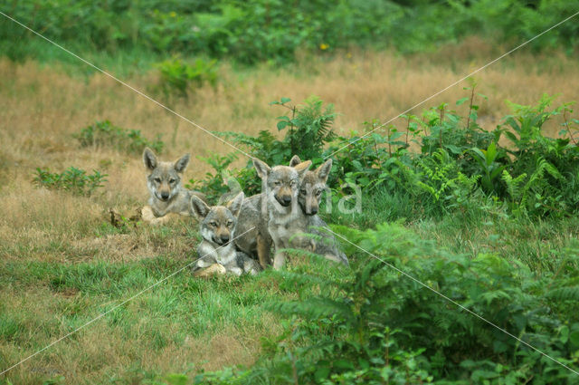 Grey Wolf (Canis lupus)