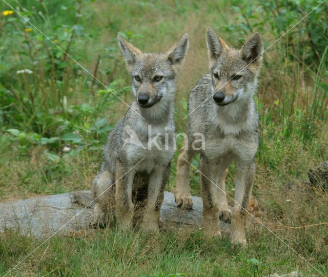 Grey Wolf (Canis lupus)