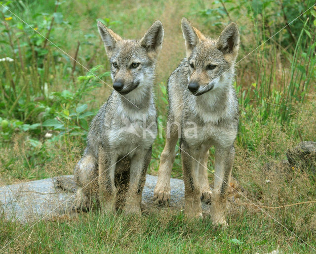 Grey Wolf (Canis lupus)