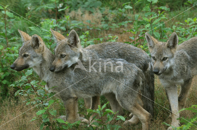 Grey Wolf (Canis lupus)