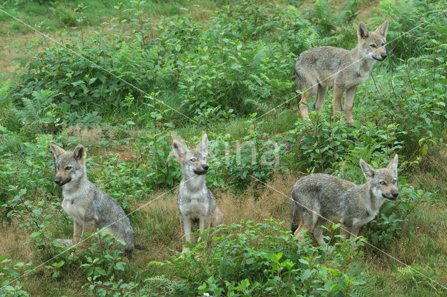 Grey Wolf (Canis lupus)