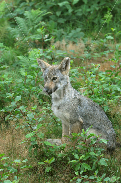 Grey Wolf (Canis lupus)