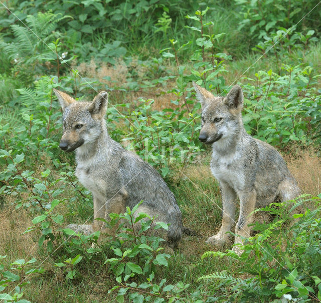 Grey Wolf (Canis lupus)