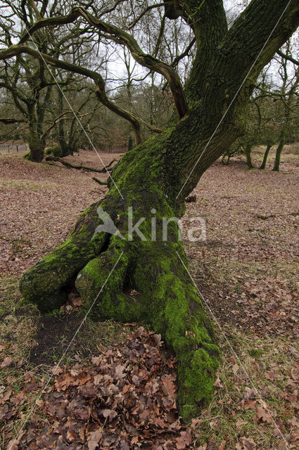 Zomereik (Quercus robur)