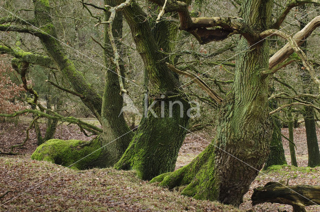 Zomereik (Quercus robur)