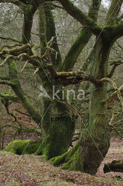 Zomereik (Quercus robur)