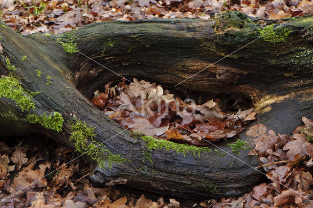 Zomereik (Quercus robur)