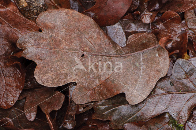 Zomereik (Quercus robur)