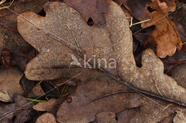 Zomereik (Quercus robur)