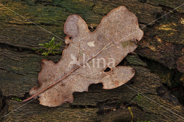 Zomereik (Quercus robur)