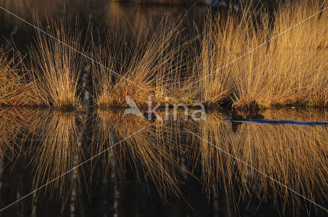 Zompzegge (Carex curta)